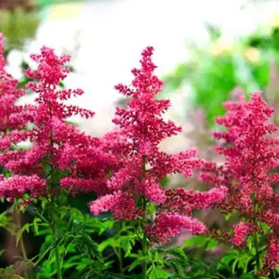 Астильба ЮНИК КАРМИН гибридная в Сморгони