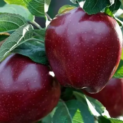 Яблоня РЕД ЧИФ в Сморгони