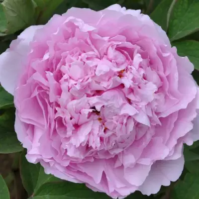 Пион ПРОЗРАЧНАЯ РОСА древовидный в Сморгони