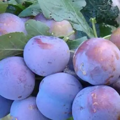 Слива НАГРАДА НЕМАНСКАЯ в Сморгони