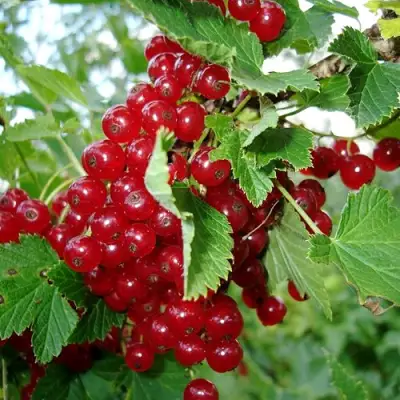 Смородина красная ГОЛЛАНДСКАЯ КРАСНАЯ в Сморгони