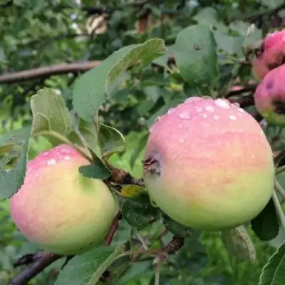 Яблоня УТРО в Сморгони