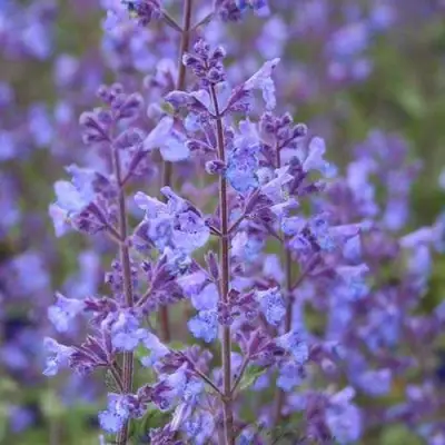 Котовник КИТ КЭТ фассена в Сморгони