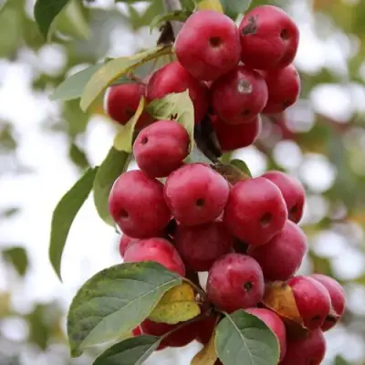 Яблоня РЕД ОБЕЛИСК колонновидная в Сморгони