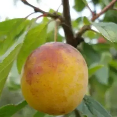 Слива ЯХОНТОВАЯ в Сморгони