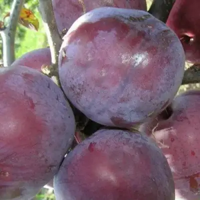 Слива ПАННА в Сморгони