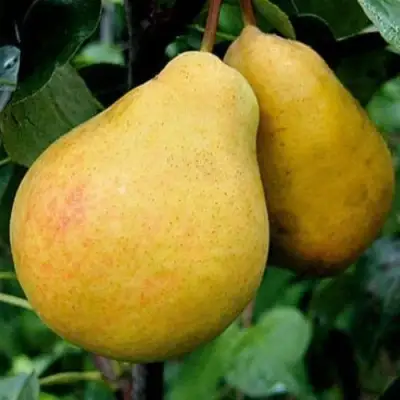 Груша ВЕЛИКАЯ ЛЕТНЯЯ (БОЛЬШАЯ ЛЕТНЯЯ) в Сморгони