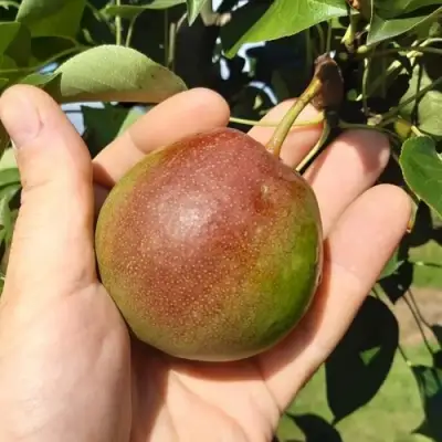 Груша КУПАЛА в Сморгони