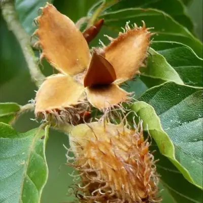 Бук обыкновенный в Сморгони