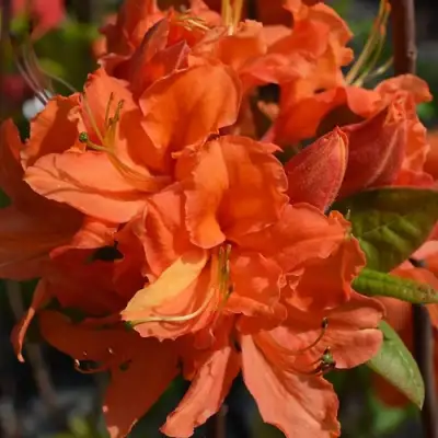 Азалия МАНДАРИН ЛАЙТС листопадная в Сморгони