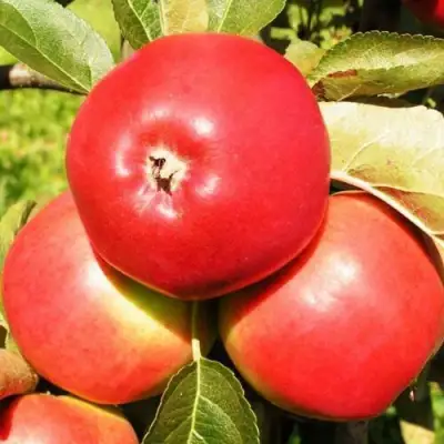 Яблоня СЯБРЫНА в Сморгони