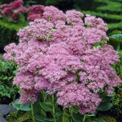 Очиток (седум) БРИЛЛИАНТ в Сморгони