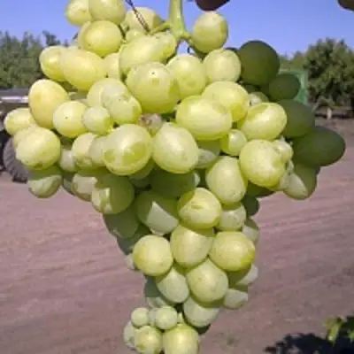 Виноград АРКАДИЯ в Сморгони