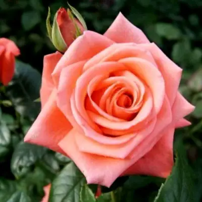 Роза ВАУ чайно-гибридная в Сморгони