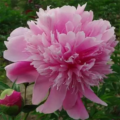 Пион ГОЛУБАЯ ХРИЗАНТЕМА травянистый в Сморгони