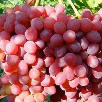Виноград КИШМИШ КРАСНЫЙ в Сморгони
