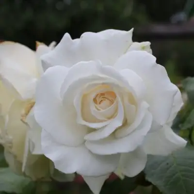 Роза АНАСТАСИЯ чайно-гибридная в Сморгони