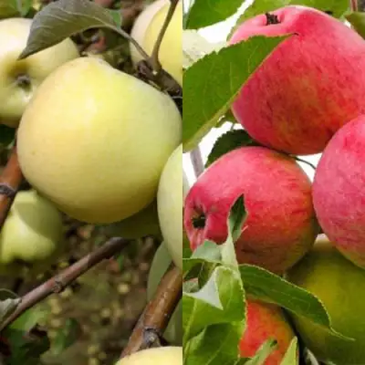 Комплект ЯБЛОЧНЫЙ ТАНДЕМ в Сморгони