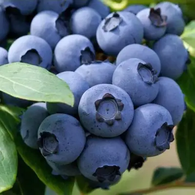 Голубика СПАРТАН в Сморгони