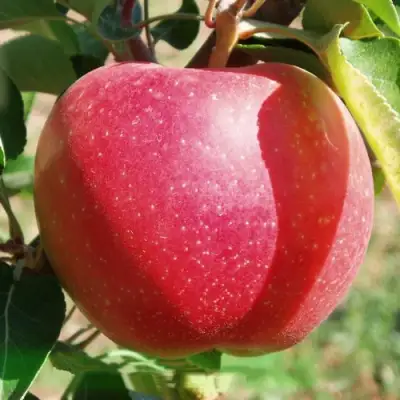 Яблоня ЭЛИЗА в Сморгони