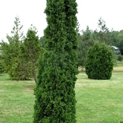 Туя ДЕГРУТ СПАЙР западная в Сморгони