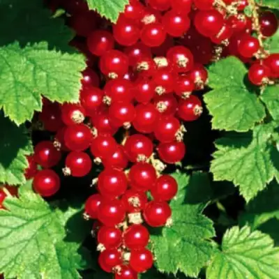 Смородина красная РЕД ЛЕЙК в Сморгони