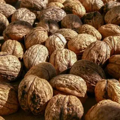 Грецкий орех ПИНСКИЙ в Сморгони