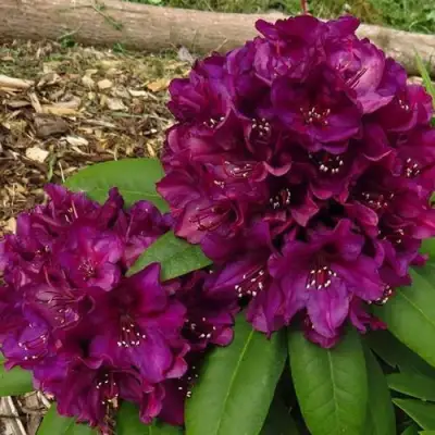 Рододендрон ПОЛАРНАХТ в Сморгони