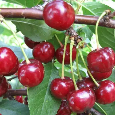 Вишня ТУРГЕНЕВКА в Сморгони