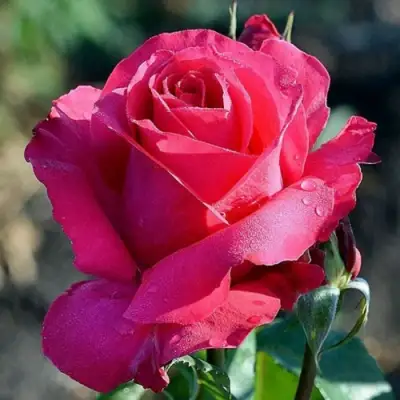 Роза ВИЕН РОУЗ чайно-гибридная в Сморгони