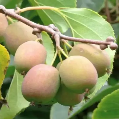 Актинидия ГИБРИДНАЯ КОЛБАСИНОЙ в Сморгони