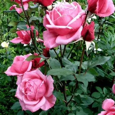 Роза ЭЙФЕЛЕВА БАШНЯ чайно-гибридная в Сморгони