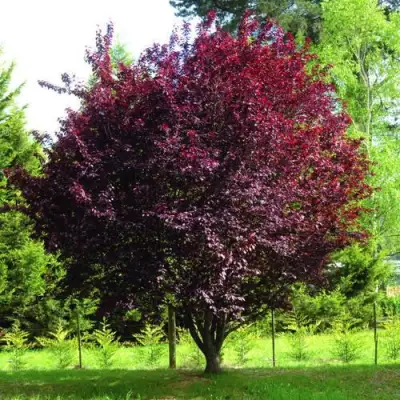 Слива НИГРА растопыреная в Сморгони