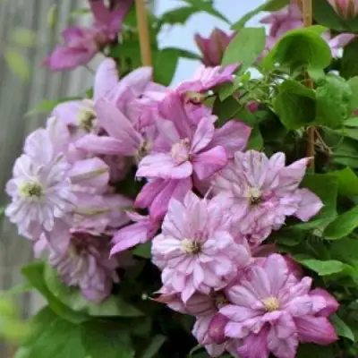 Клематис ИННОСЕНТ ГЛАНС в Сморгони