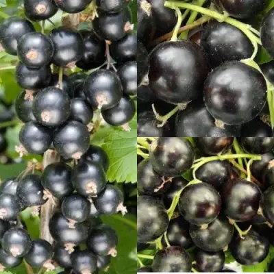 Комплект ЧЕРНАЯ СИЛА в Сморгони