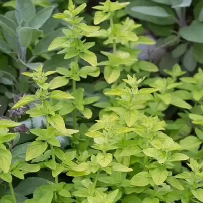 Душица ТАМБЛС ВАРИЕТИ обыкновенная в Сморгони