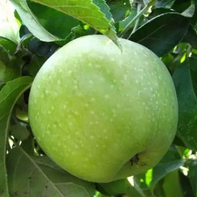 Яблоня СЕМИРЕНКОВЕЦ в Сморгони