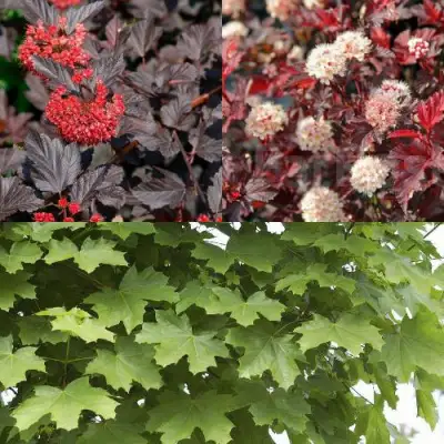 Комплект ОСЕННИЙ КОСТЕР в Сморгони