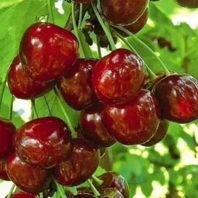 Черешня БУРЛАТ в Сморгони