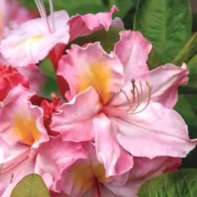 Азалия СЕССИЛЬ листопадная в Сморгони