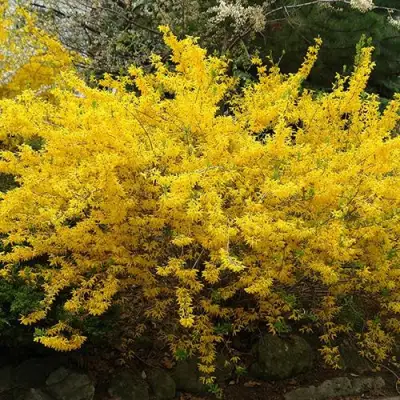 Форзиция ГОЛДЗАУБЕР средняя в Сморгони