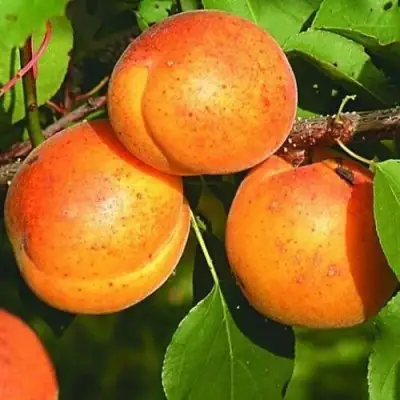 Абрикос СПАДЧЫНА в Сморгони