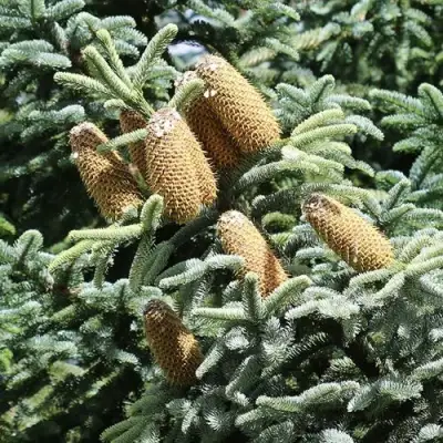 Пихта благородная в Сморгони