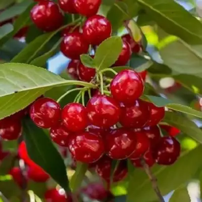 Вишня ГИРЛЯНДА в Сморгони