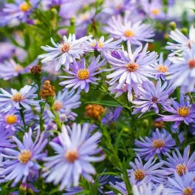 Астра ЛИТТЛ КАРЛОУ сердцелистная в Сморгони