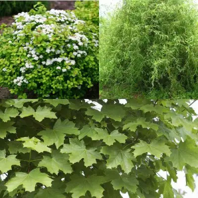 Комплект ЗЕЛЕНЫЙ ОАЗИС в Сморгони