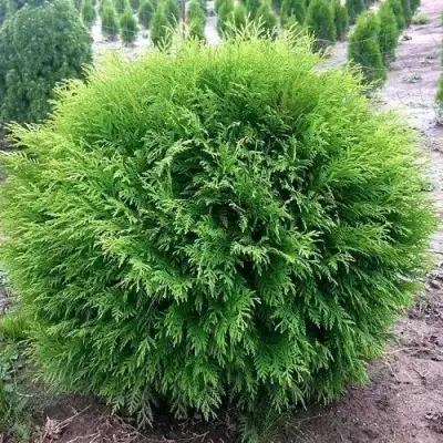 Туя ЛИТЛ ЧЕМПИОН западная в Сморгони