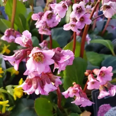 Бадан БЭБИ ДОЛЛ в Сморгони