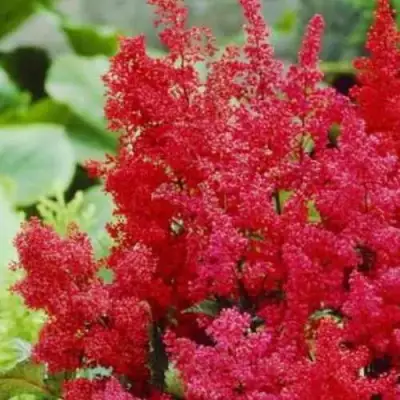 Астильба ЭТНА Арендса в Сморгони