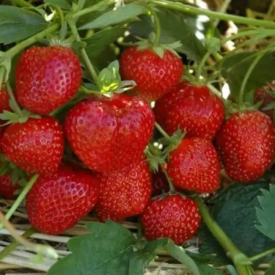 Клубника ЗЕНГА-ЗЕНГАНА в Сморгони